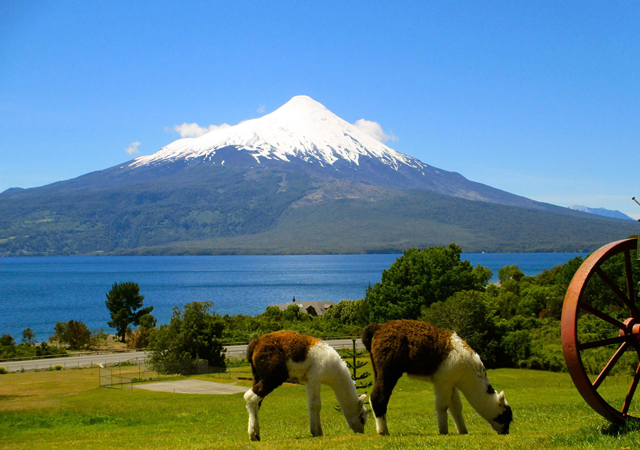 Llamas pastando frente al lago y el volcán Osorno